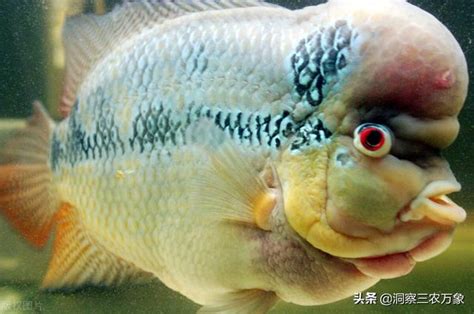 養羅漢魚|羅漢魚飼養及繁殖配對方法 – 寵物百科